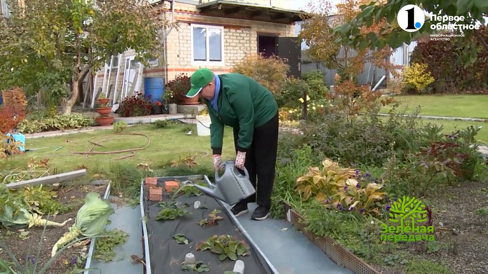 Какие шесть работ необходимо провести в саду до прихода холодов?
