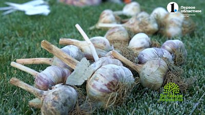 Как посадить озимый чеснок?