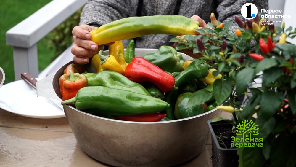 Обзор сортов сладкого перца сезона 2023