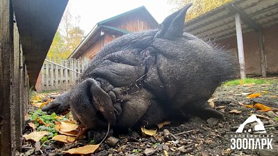 Свин Граф из Челябинского зоопарка получил порцию желудей