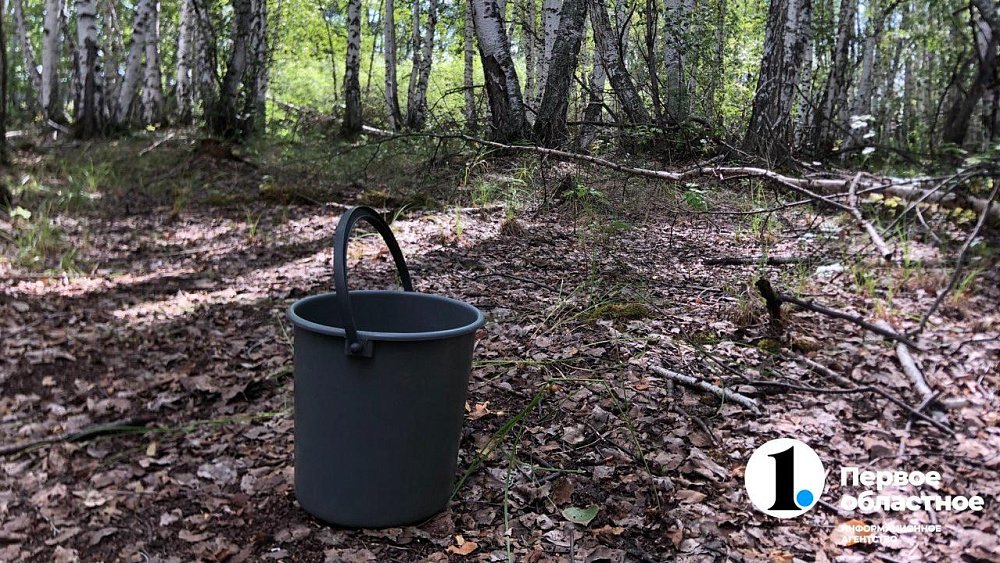 Сбор трех видов грибов запретили в Челябинской области