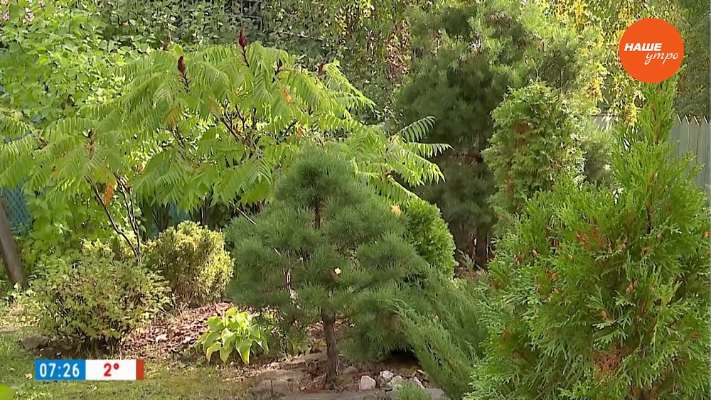 Красивый и уютный сад своими руками — в рубрике «Руки садовода»