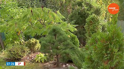 Красивый и уютный сад своими руками — в рубрике «Руки садовода»