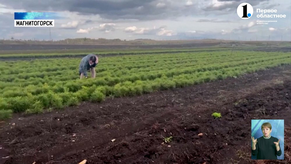 В Магнитогорске появится «зелёный пояс» площадью почти 965 гектаров