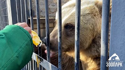 Вкусным мёдом полакомились медведи из челябинского зоопарка