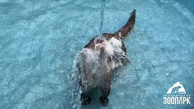 Утренние водные процедуры выдры Мани из челябинского зоопарка