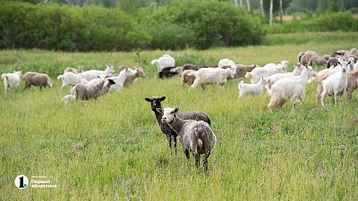 Челябинская область получит 2,8 млн рублей на развитие сельского туризма
