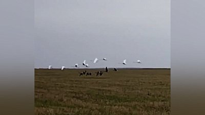 В Челябинской области заметили стаю лебедей во время перелета в теплые края