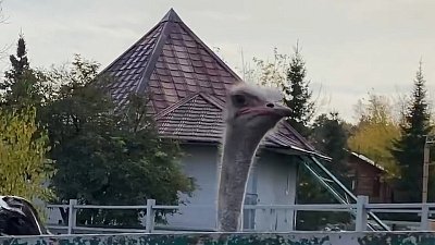 Страус Моисей из челябинского зоопарка завидует верблюдам