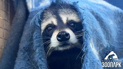 Енот-социофоб Бася живет в челябинском зоопарке