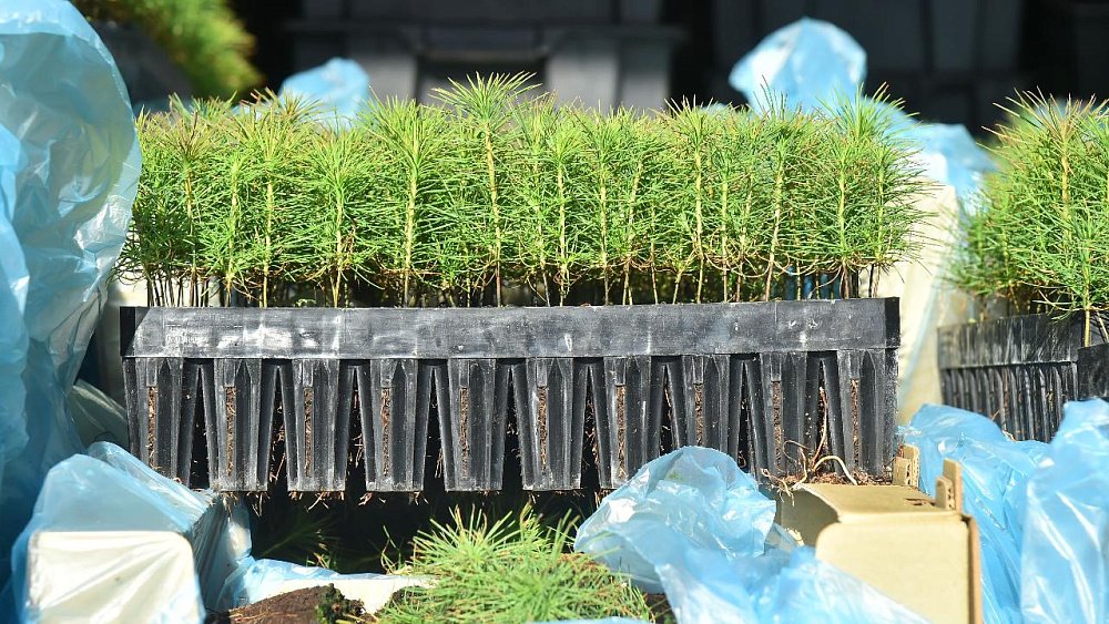 ЧМК посадил 100 тысяч сосен на месте лесных пожаров