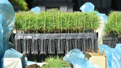 ЧМК посадил 100 тысяч сосен на месте лесных пожаров