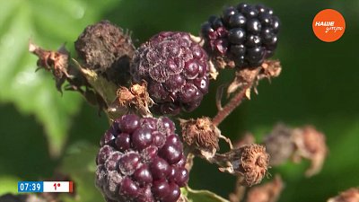 Опасная болезнь ежевики: действуем правильно и оперативно — в рубрике «Руки садовода»