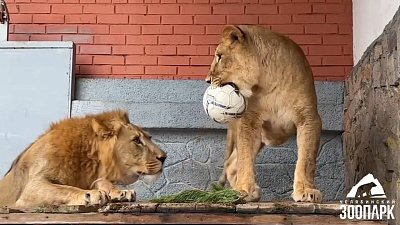 Футболисты подарили львам мячи в Челябинском зоопарке