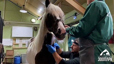 В Челябинском зоопарке обитателей конюшни посетил стоматолог