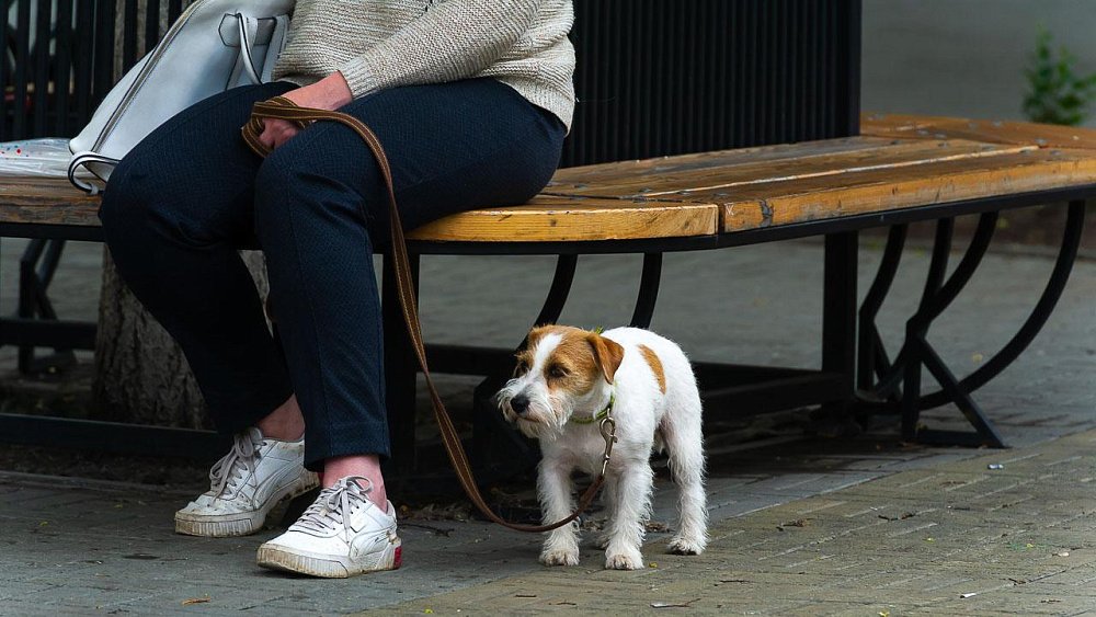 Владимир Бурматов предлагает ввести гражданство и пенсии для животных