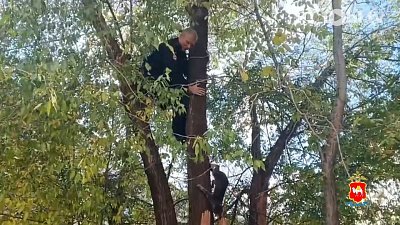 В Чебаркуле сотрудники полиции помогли хозяйке снять кота с дерева