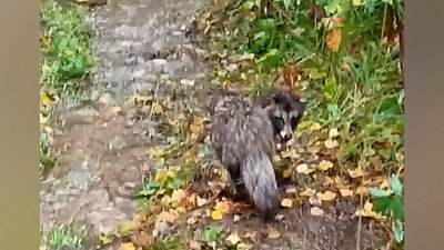 В нацпарке «Таганай» енотовидная собака попала на видео