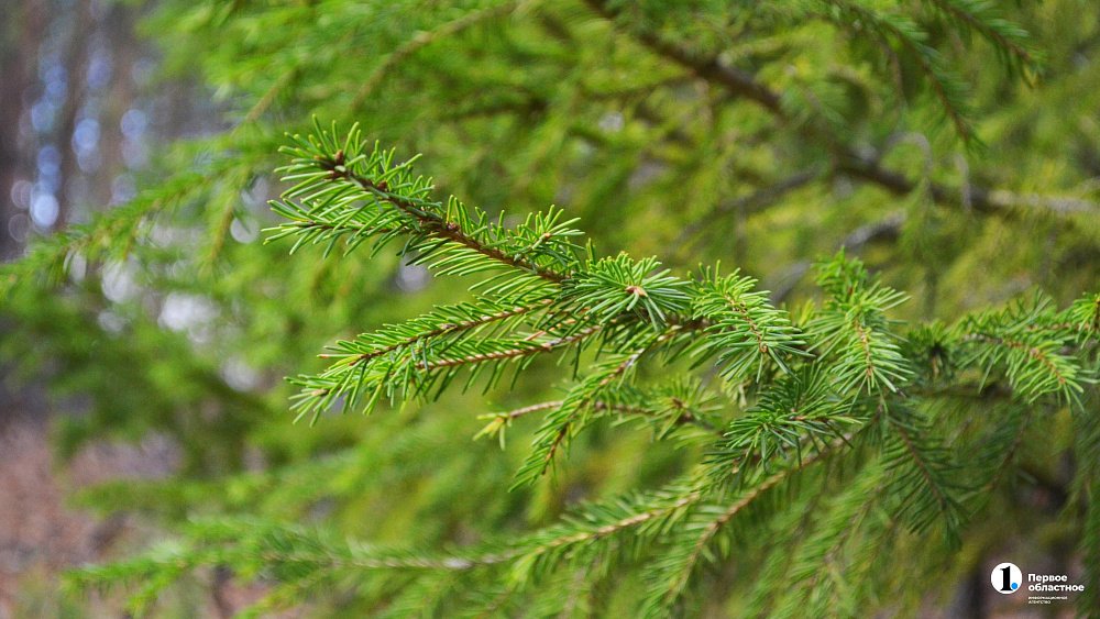 В челябинском парке им. Тищенко высадят больше 300 деревьев