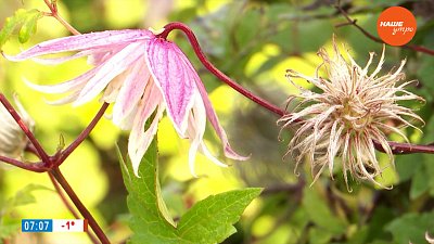 Как зимуют прекрасные лианы—княжики? — в рубрике «Руки садовода»