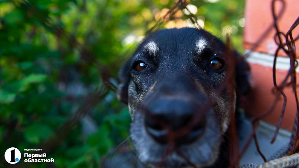 Челябинск вошел в тройку городов с самыми удобными для собаководов новостройками