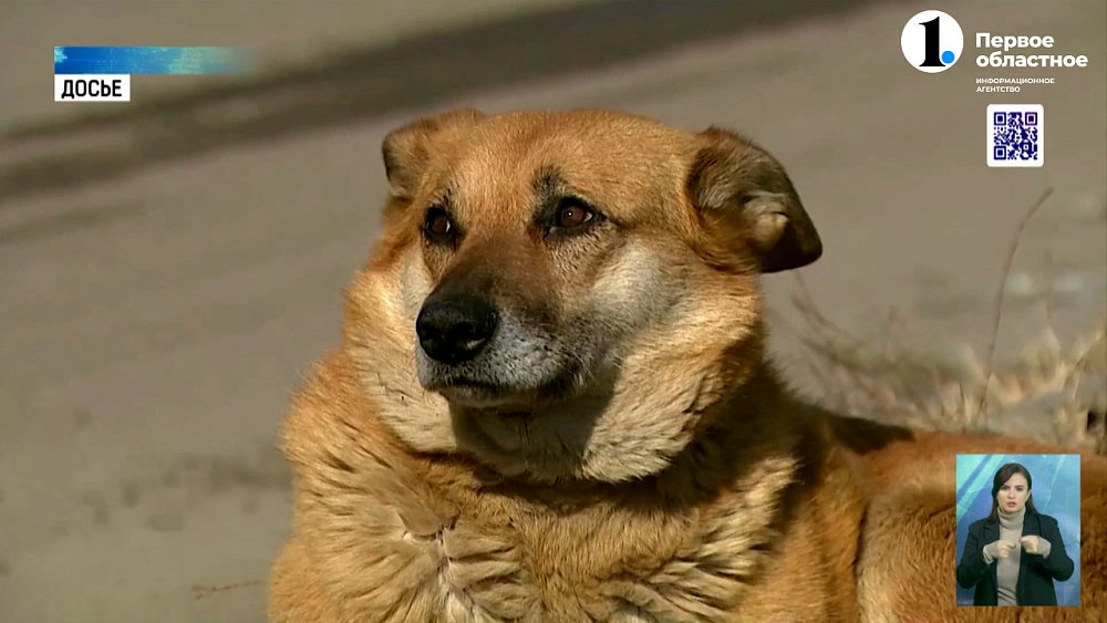 В России хотят создать зоополицию для защиты животных