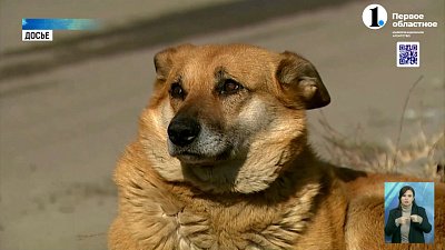 В России хотят создать зоополицию для защиты животных