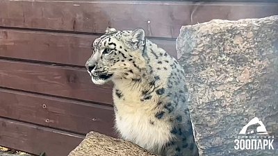 В Челябинском зоопарке отметили Международный день снежного барса