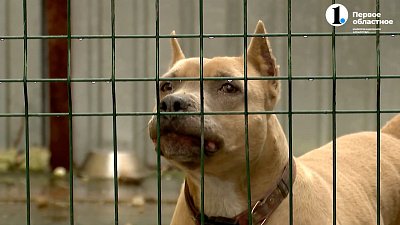 Депутаты предложили расширить список собак бойцовских пород