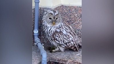 В Челябинске школьницы спасли сову от нападавших на нее ворон