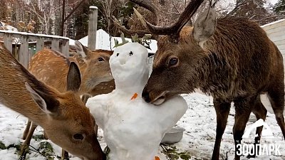 Видео реакции питомцев Челябинского зоопарка на первый снег