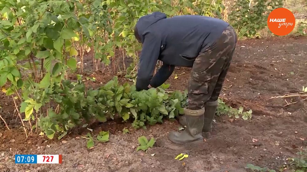 Как подготовить малину к морозам? — в рубрике «Руки садовода»