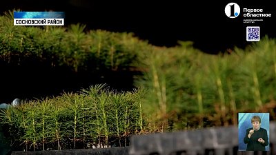 ЧМК высадил сто тысяч деревьев в Сосновском районе