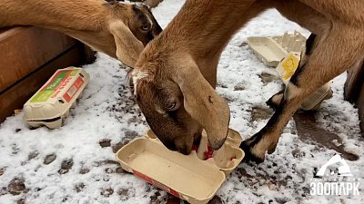 В Челябинском зоопарке козам приготовили необычное развлечение