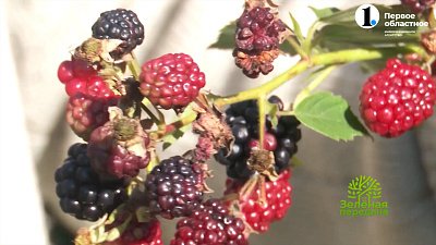 Как бороться с серой гнилью на ежевике