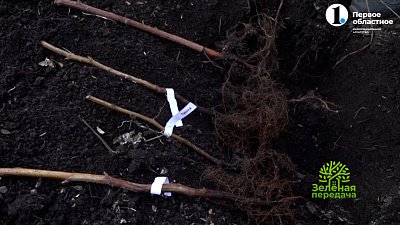 Как правильно прикопать растения на зимовку?