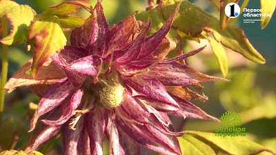 Цветовод рассказала о подготовке княжиков к зиме