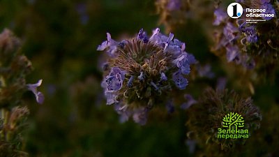 В рубрике «Грин Лайф» ландшафтный архитектор покажет проект сада