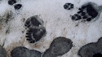 Бегающий по Аше медвежонок попал на видео