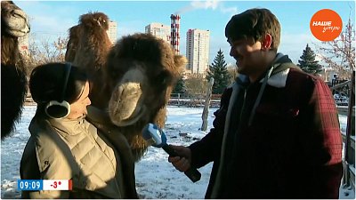 Животные в зоопарке готовятся к зиме в «Прямом включении»