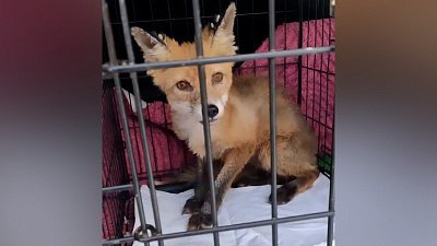 В Сатке добровольцы спасли лисенка от гибели