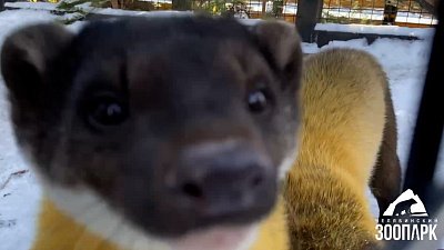 В Челябинском зоопарке харзам сделали перестановку в вольере