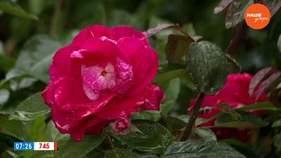 Укроем розы в рубрике «Руки садовода»