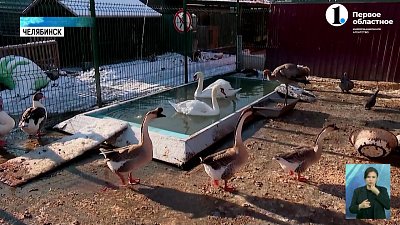 В приют диких животных «Спаси меня» привезли лисёнка и лебедя-шипуна