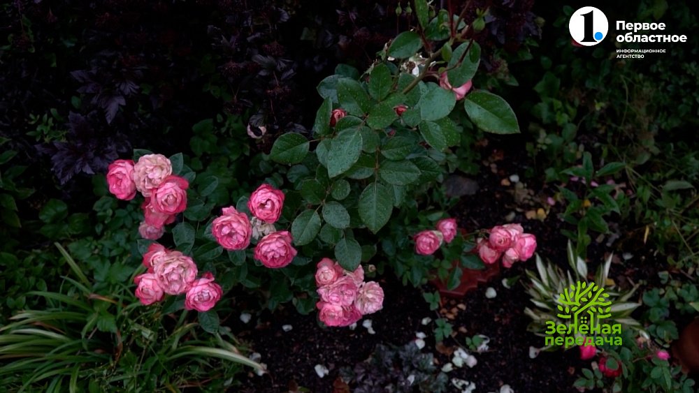 Пять правил укрытия розовых кустов