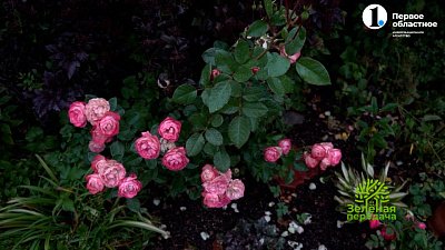 Пять правил укрытия розовых кустов