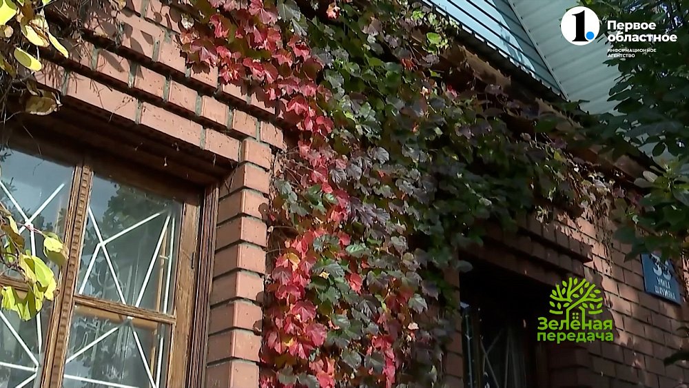 Растения, радующие глаз в конце садового сезона