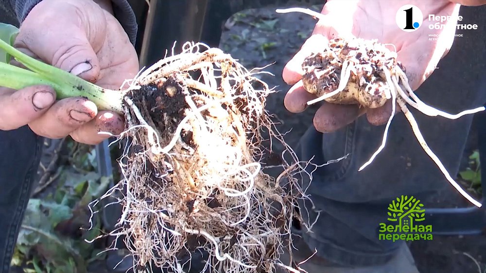 Подготовка клубневых калл к зимовке