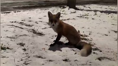 В Челябинске местные жители заметили лисицу