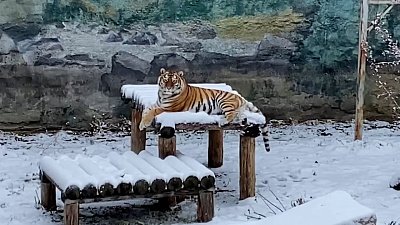 Тигрица в Челябинском зоопарке наслаждается снегом